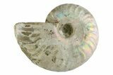 Silver Iridescent Ammonite (Cleoniceras) Fossil - Madagascar #346740-1